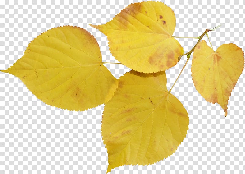 Leaf Tilia cordata Bud Autumn Flower, Leaf transparent background PNG clipart
