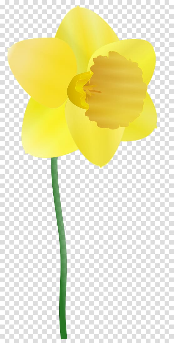 Daffodil , Daffodil Cartoon transparent background PNG clipart