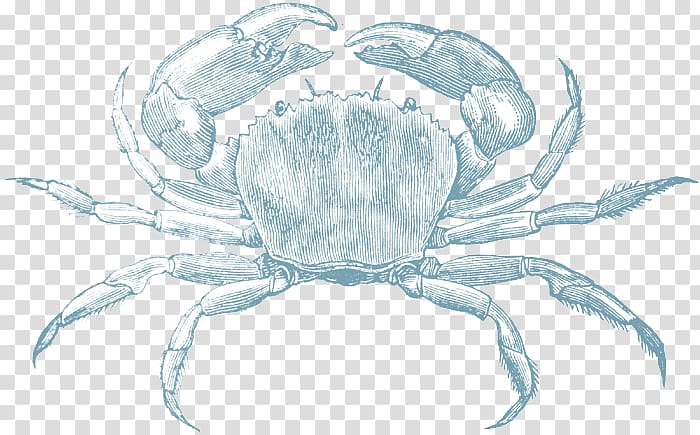 Dungeness crab Freshwater crab Rubber stamp, Beach Crab transparent background PNG clipart