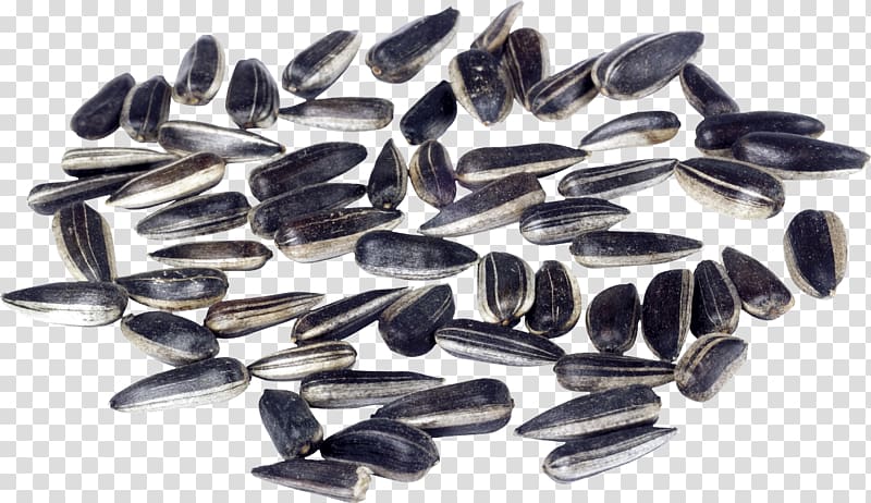 Sunflower seed Common sunflower Sowing, others transparent background PNG clipart