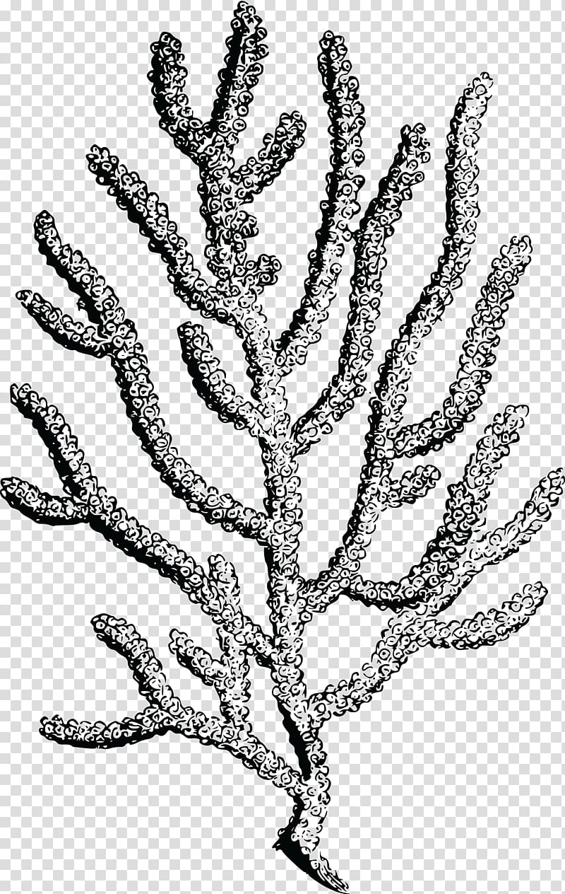 Coral reef , coral transparent background PNG clipart