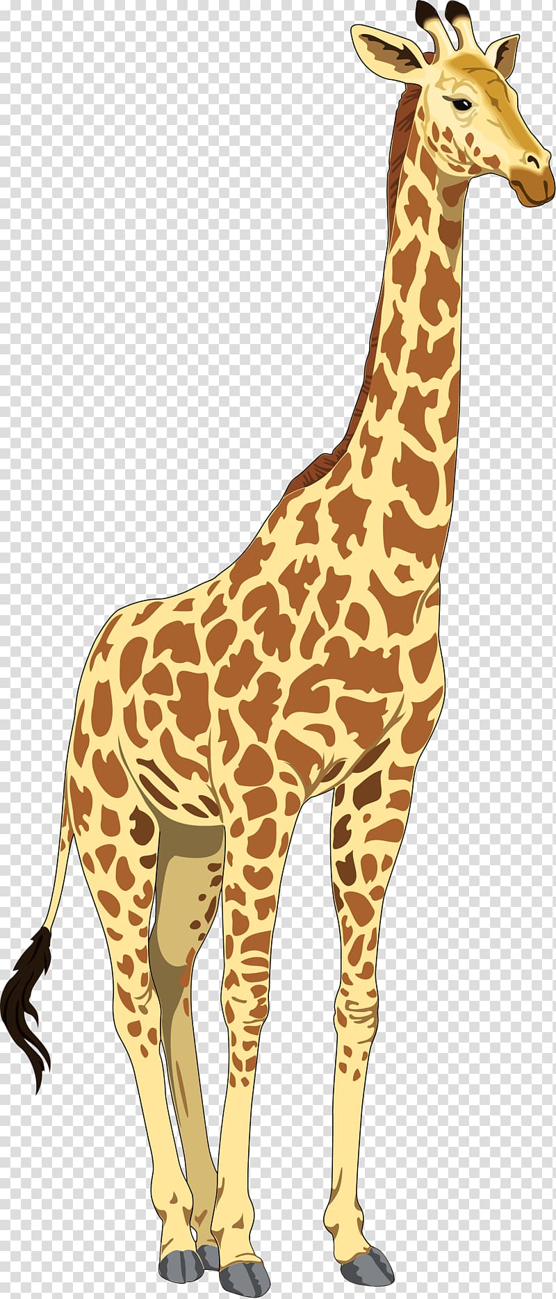 Baby Giraffes , giraffe cartoon transparent background PNG clipart