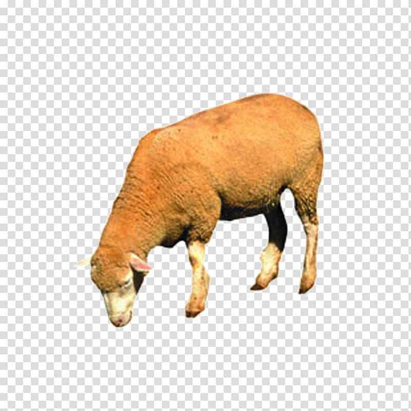 Sheep Cattle Goat Guinea pig Domestic pig, sheep transparent background PNG clipart
