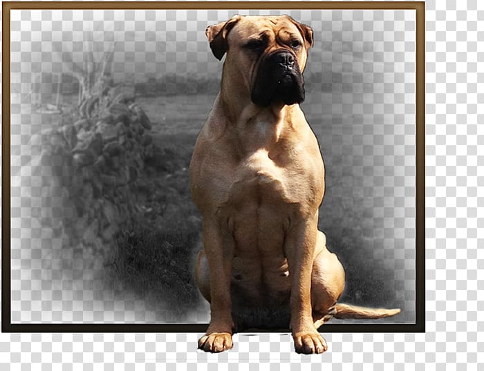 Valley Bulldog Olde English Bulldogge Bullmastiff Boerboel Boxer, Bullmastiff transparent background PNG clipart