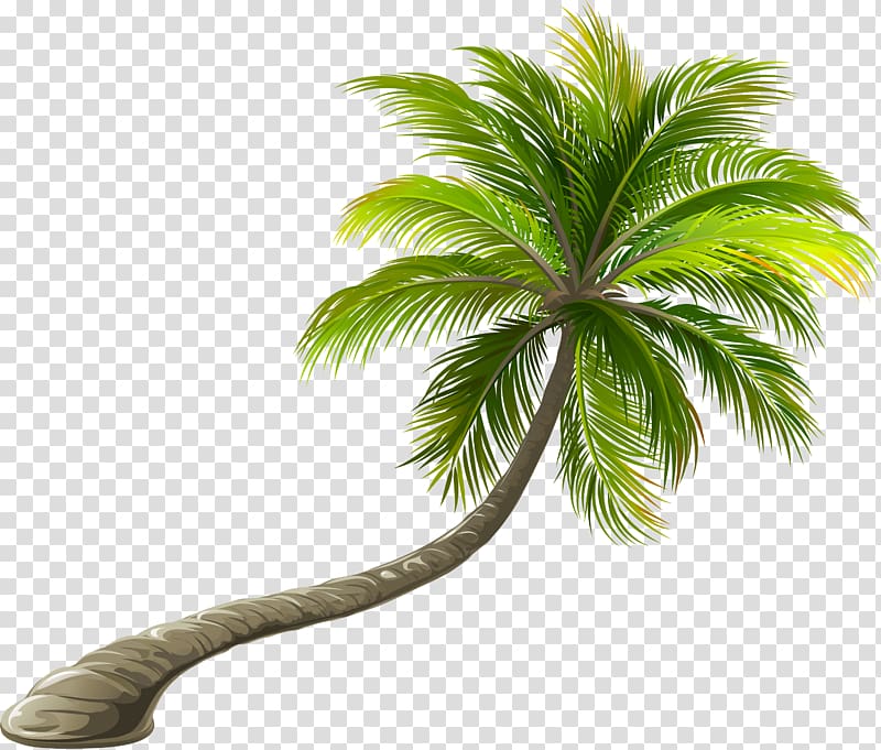 green twisted coconut trees transparent background PNG clipart