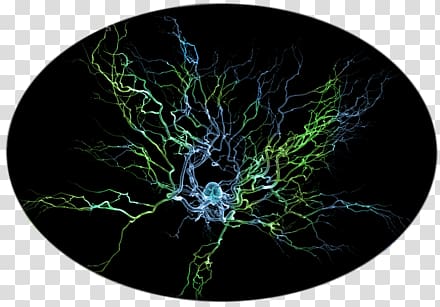 Neuron Scanning electron microscope Brain Nervous system Dendrite, Brain transparent background PNG clipart