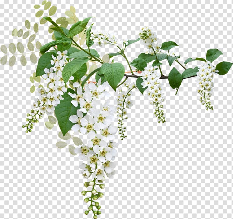 white flowers transparent background PNG clipart