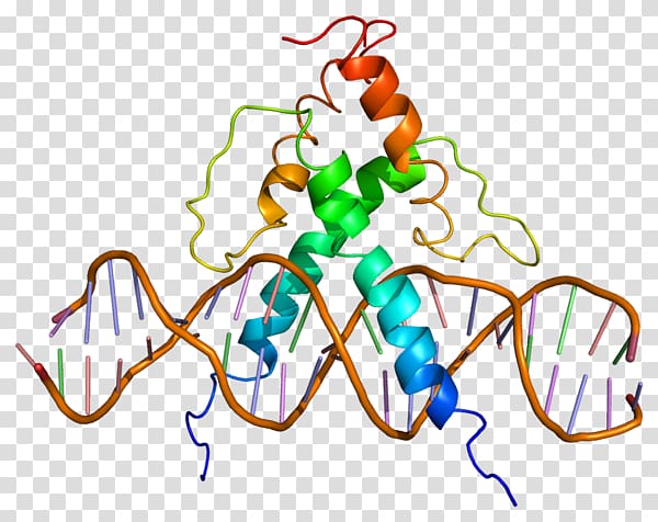USF1 Basic helix-loop-helix Transcription factor Gene USF2, Leucine Zipper transparent background PNG clipart