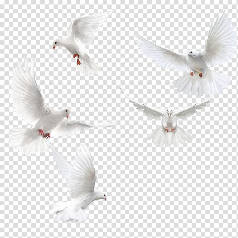 Columbidae Bird Squab, Creative dove wings,White dove, five doves transparent background PNG clipart