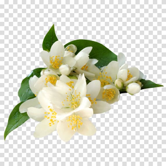 Arabian jasmine Jasminum grandiflorum Jasminum polyanthum Absolute Flower, flower transparent background PNG clipart