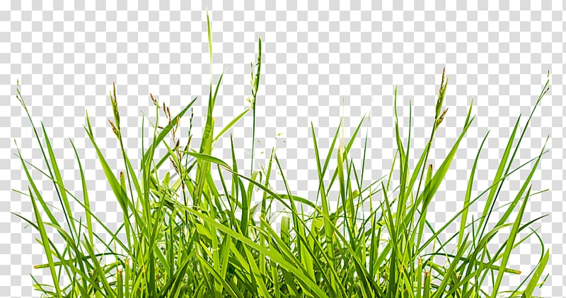 Weed i Lawn European Union Preemergent herbicide, others transparent background PNG clipart