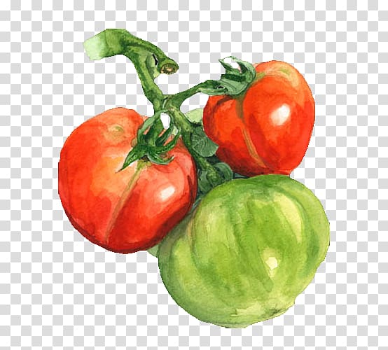 two red and one green tomatoes, Watercolor painting Tomato, Watercolor tomato transparent background PNG clipart