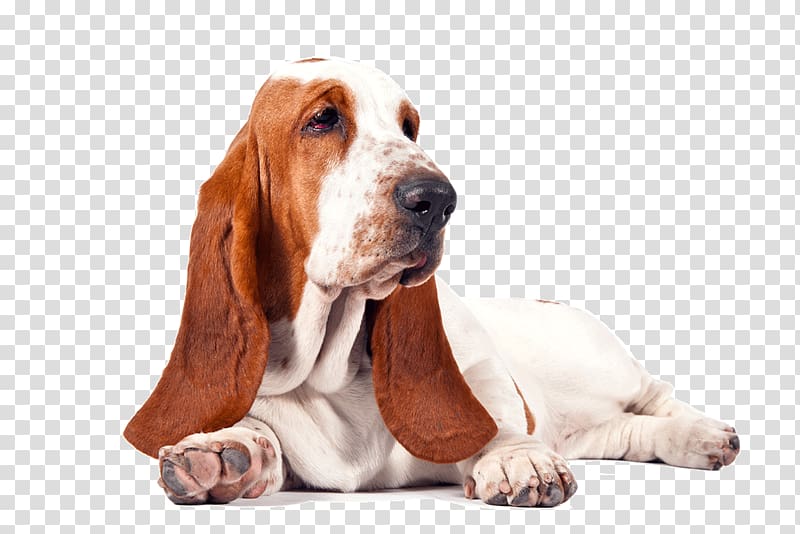 Basset Hound Beagle Bichon Frise Puppy, Basset Hound Free transparent background PNG clipart
