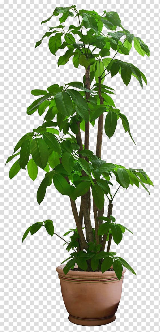 green leafed plant, Guiana Chestnut Houseplant Tree, Beautiful Plants transparent background PNG clipart