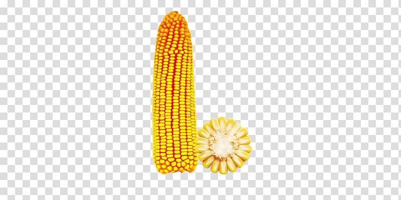 Corn on the cob Yellow Maize Corncob , Corn b transparent background PNG clipart