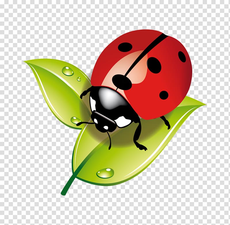 Insect Ladybird Child Aphid Ecology, insect transparent background PNG clipart