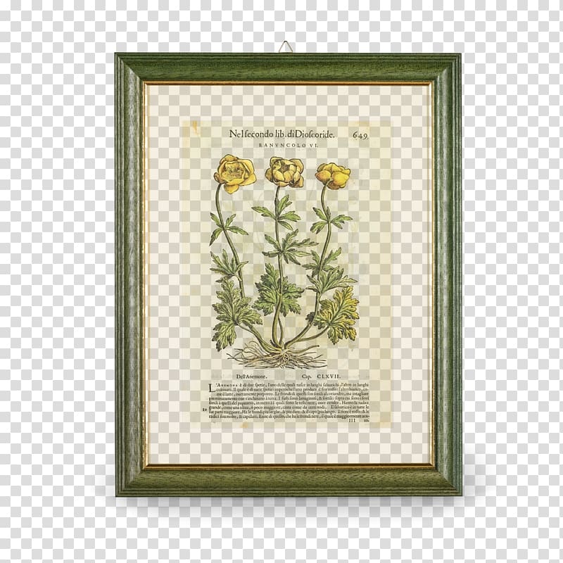 Aboca Museum Botany Buttercup Flora, others transparent background PNG clipart