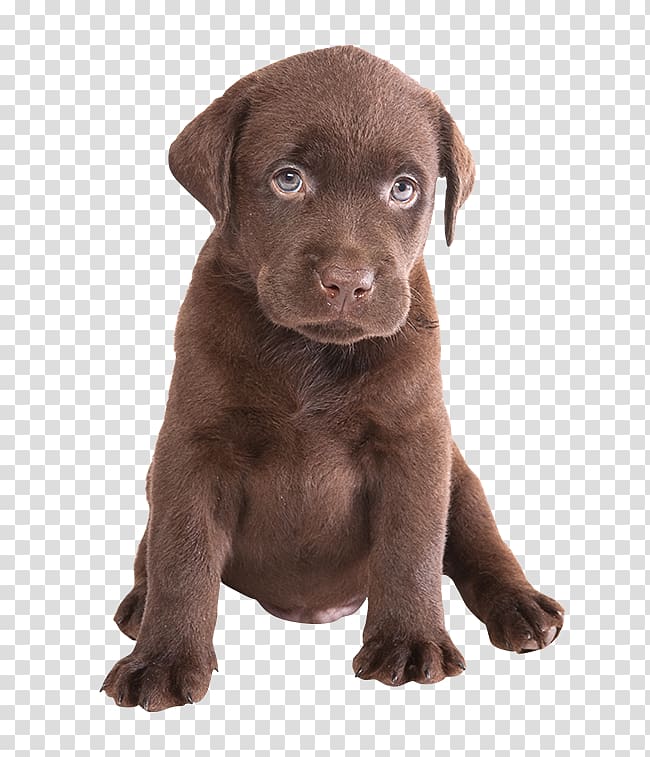 Labrador Retriever Puppy Siberian Husky Chocolate, puppy transparent background PNG clipart