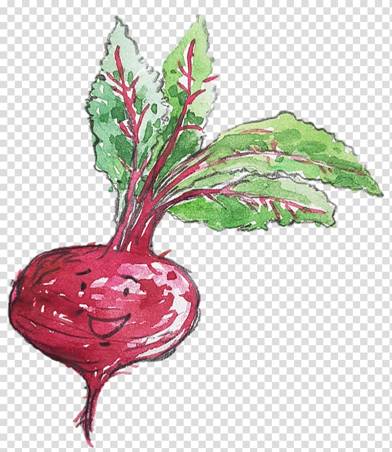 Chard Beetroot Flower Radish Leaf, beetroot transparent background PNG clipart