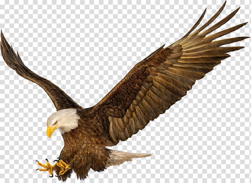 Bald Eagle Drawing Hands, painting transparent background PNG clipart