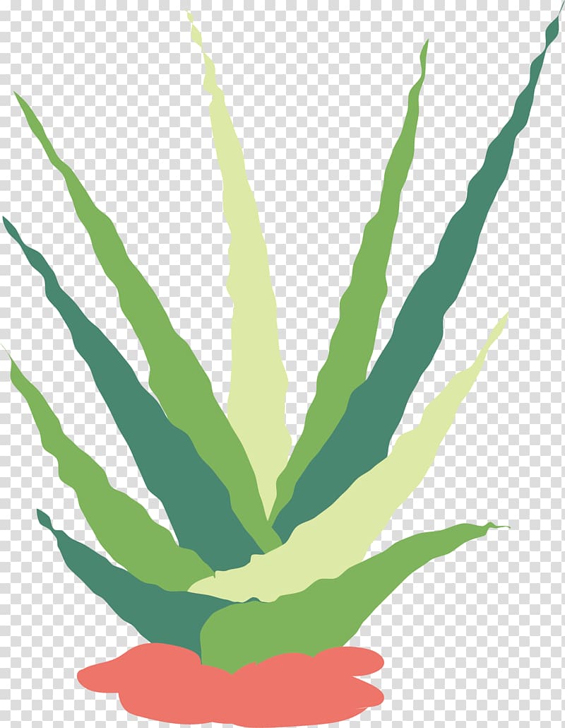 Cactaceae Succulent plant Flat design Euclidean , Watercolor plant transparent background PNG clipart