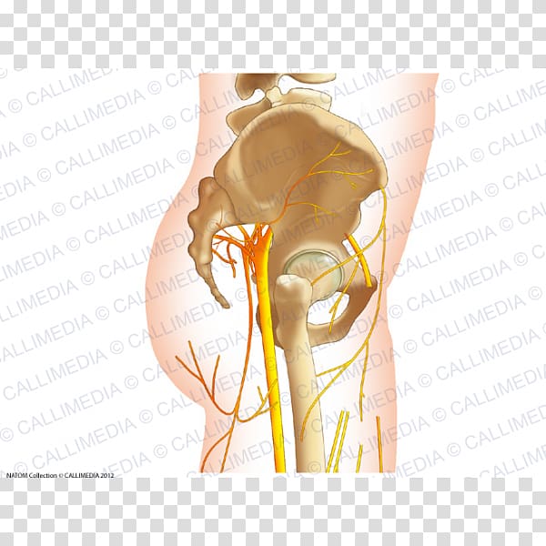 Nerve Human anatomy Hip Pelvis, others transparent background PNG clipart