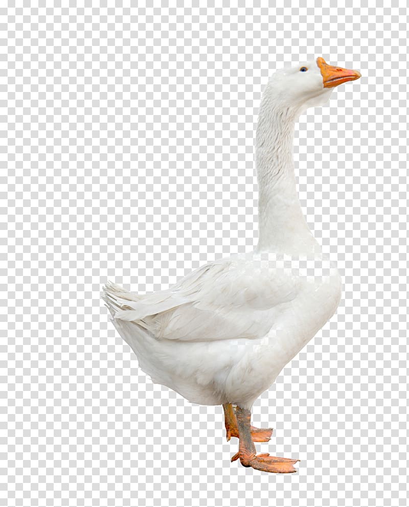 Domestic goose Duck Bird Cygnini, Goose transparent background PNG clipart