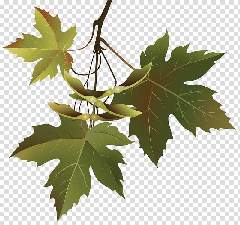 Green Leaves PNG Image  Maple leaf pictures, Leaf images, Maple leaf images