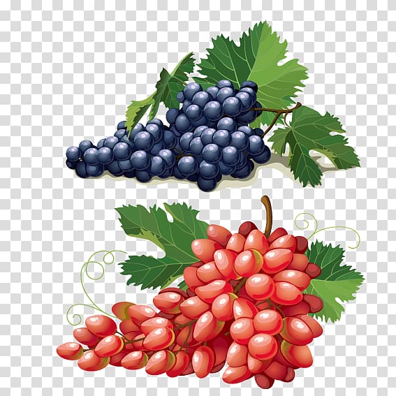 Grape Euclidean Adobe Illustrator Illustration, Red grapes purple grapes transparent background PNG clipart