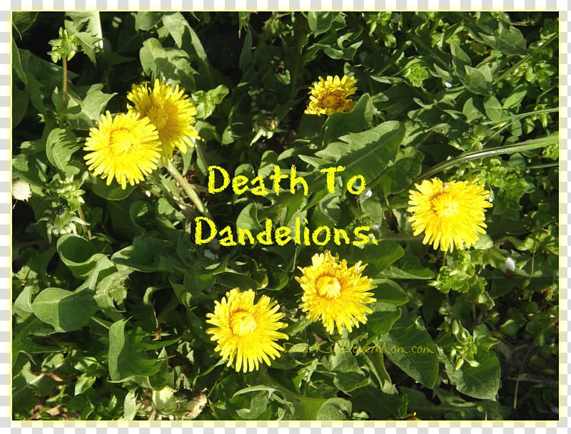 Common Dandelion Annual plant Sow thistles Herb, dandelion transparent background PNG clipart