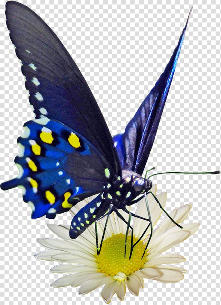Monarch butterfly Gossamer-winged butterflies Butterflies and moths, flower transparent background PNG clipart