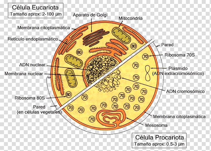 Celulă eucariotă Cellula procariote Unicellular organism Prokaryote, science transparent background PNG clipart