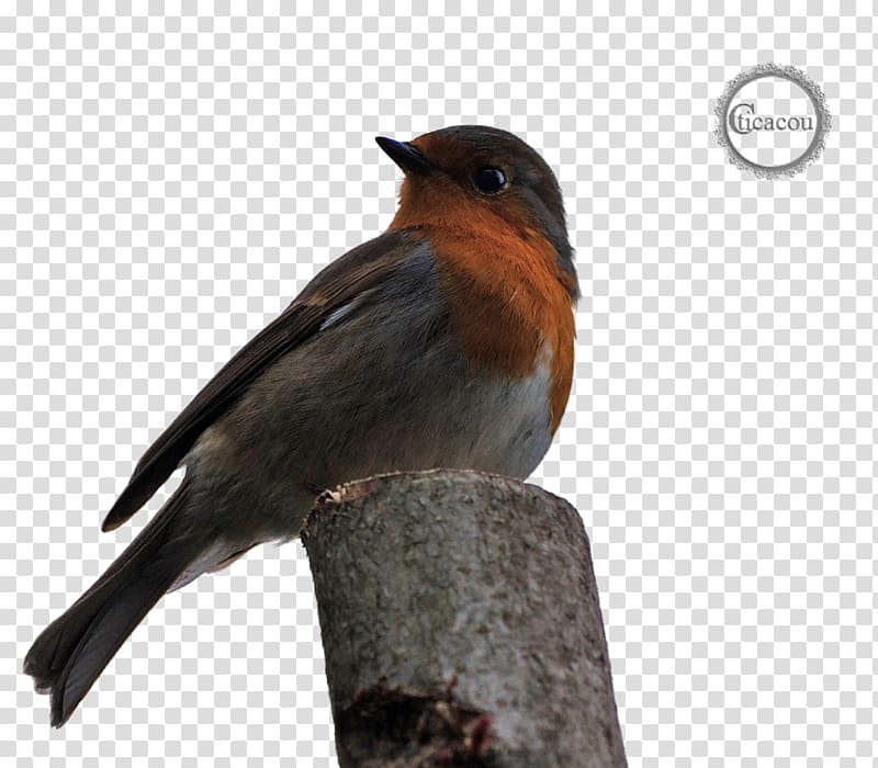 European robin Swallow American Sparrows Fauna Beak, oiseau transparent background PNG clipart