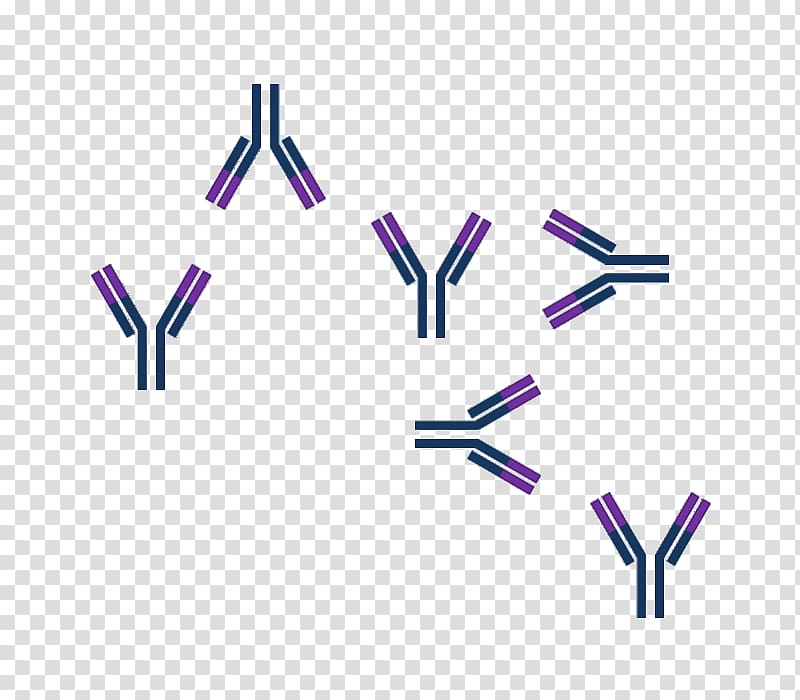 Antigen-antibody interaction Epitope, science transparent background PNG clipart