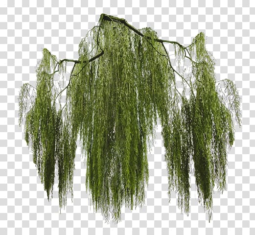 Weeping willow Tree , tree transparent background PNG clipart