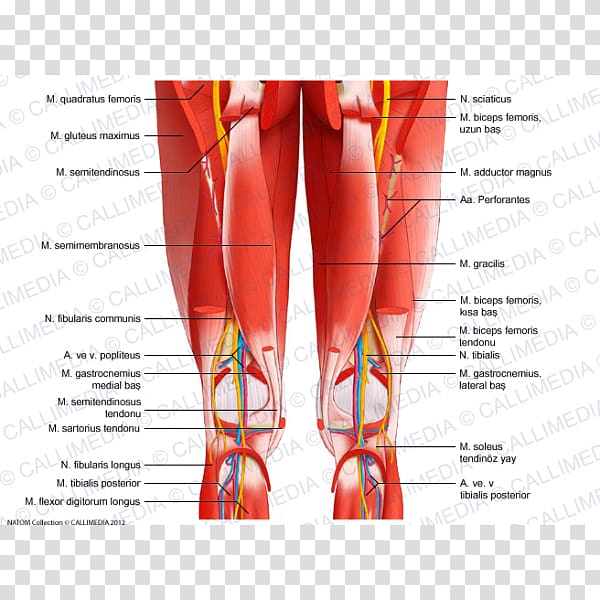 Knee Posterior compartment of thigh Posterior compartment of leg Muscle, others transparent background PNG clipart