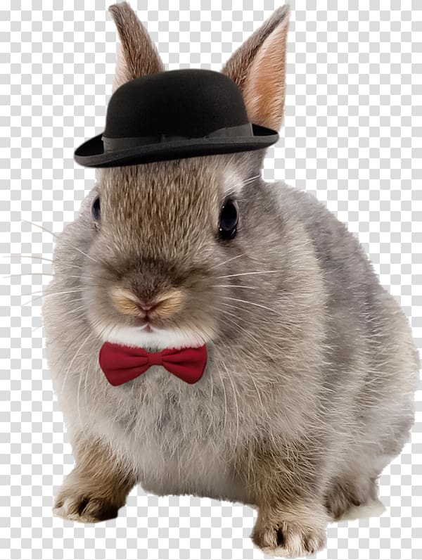 Netherland Dwarf rabbit Domestic rabbit Pet, rabbit transparent background PNG clipart