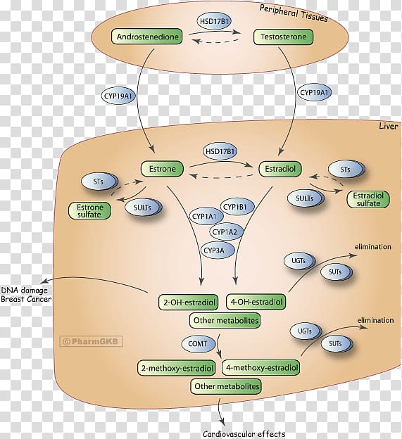 Estrogen Testosterone Metabolic pathway Metabolism Estradiol, pathway transparent background PNG clipart