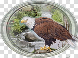 Bald Eagle Fauna Beak Wasserfall, Balerine transparent background PNG clipart thumbnail