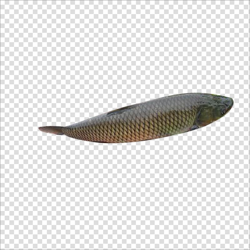Fish , Raw fish transparent background PNG clipart