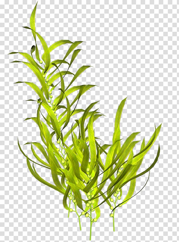 Seaweed Algae Plant, sea transparent background PNG clipart