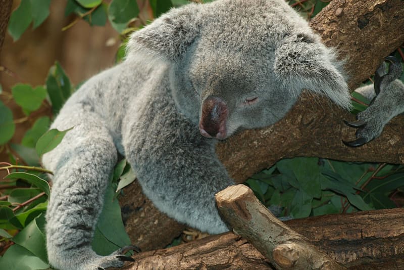 Australia Koala Bear Wombat, koala transparent background PNG clipart