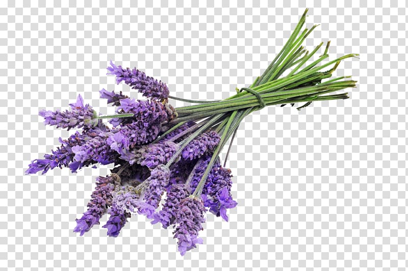 English lavender Lavender oil Sequim Essential oil, oil transparent background PNG clipart