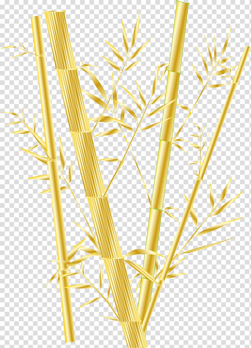 Bamboo Phyllostachys aurea Gold, Golden bamboo Ye Zhuzai transparent background PNG clipart