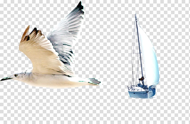 Gulls Bird Common gull, Seagulls and sailing elements transparent background PNG clipart