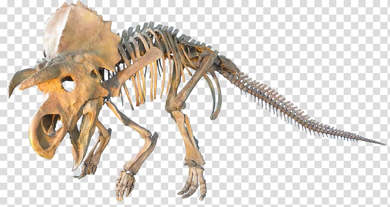 Ceratopsia Triceratops Plesiosauria Dinosaur Late Cretaceous, dinosaur transparent background PNG clipart