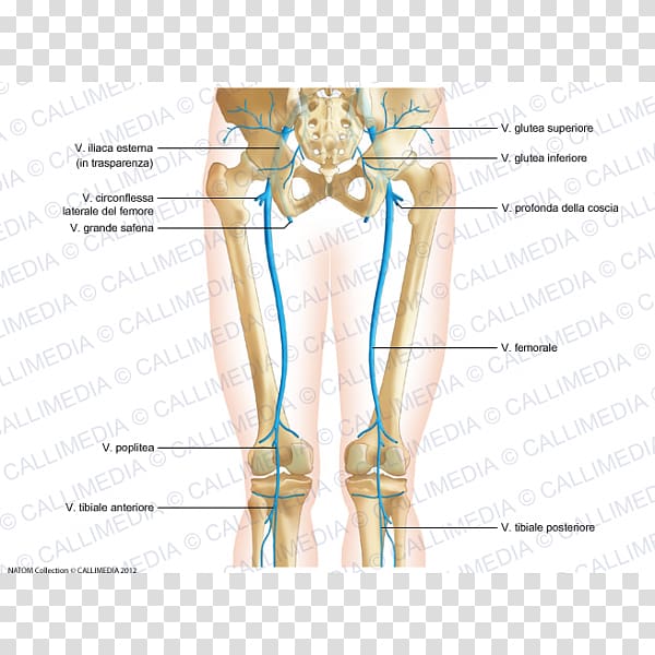 Thumb Thigh Hip Human leg Knee, others transparent background PNG clipart