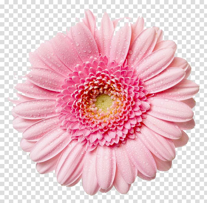 pink Gerbera flower, Pink flowers Rose , Gerbera transparent background PNG clipart