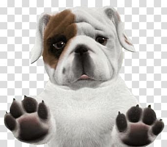 of English bulldog puppy, Bulldog Puppy transparent background PNG clipart