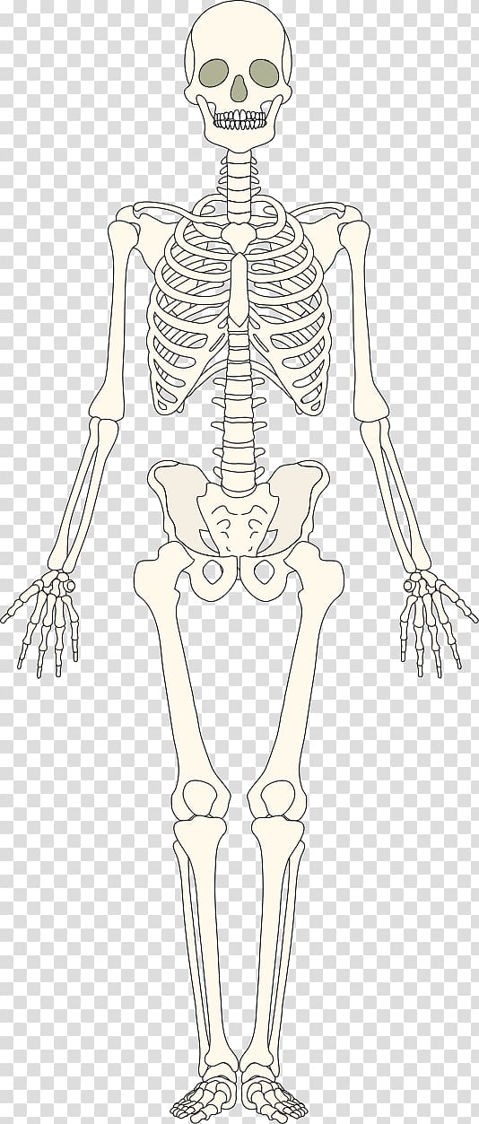 human skeleton illustration, The Skeletal System Human skeleton Bone, bones transparent background PNG clipart